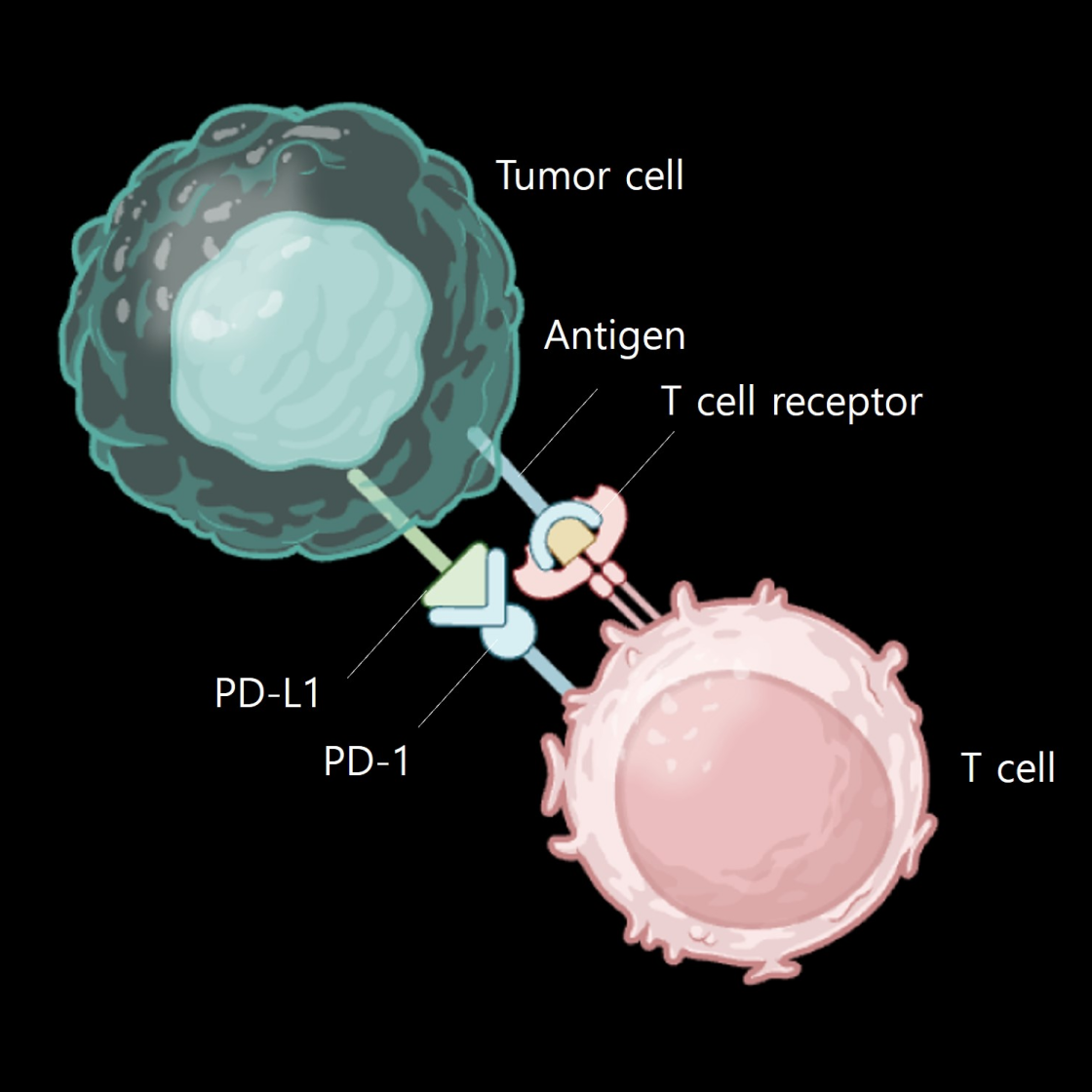 Cytotoxic T cell_main